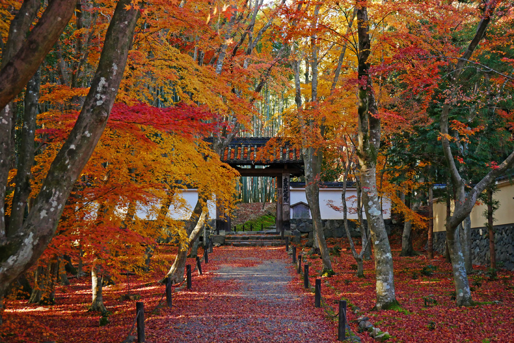 竹と苔と紅葉を楽しむ晩秋の松尾～奥嵯峨コース（約4時間）